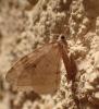 Epirrita sp.